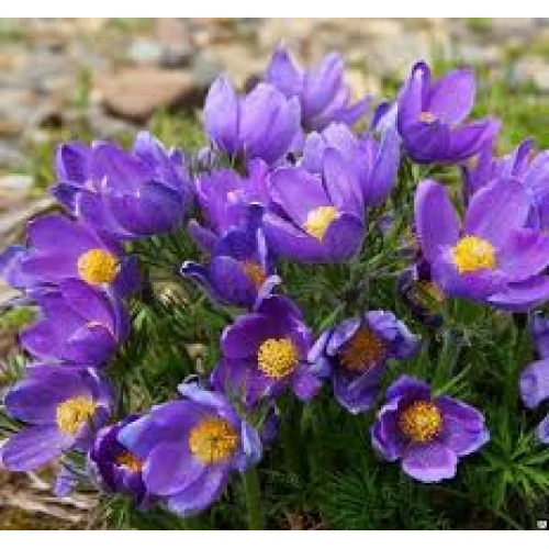 Pulsatilla purple 